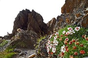 80 Potentilla nitida